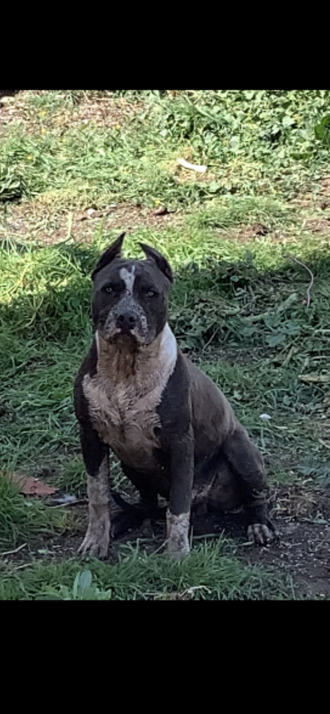 Karballido Brujo | American Staffordshire Terrier 