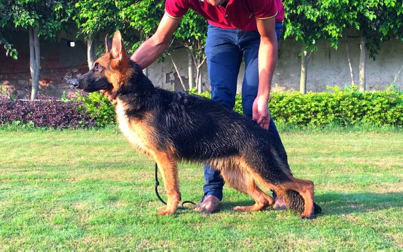 Henner Of Absolute ( Joy ) | German Shepherd Dog 
