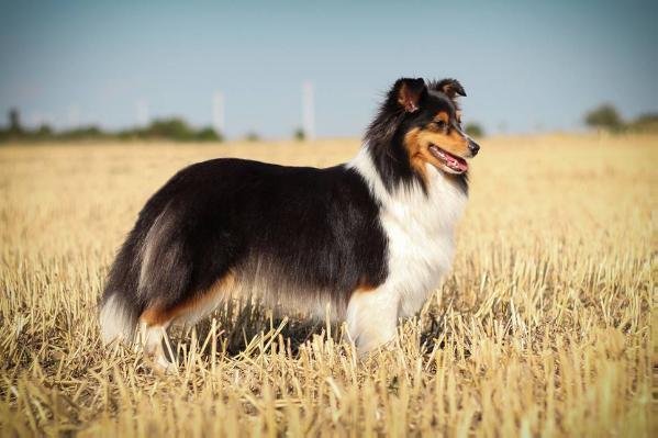 Black Angel The Pride of Rough's | Shetland Sheepdog 