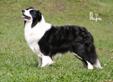 Wendevick Zephyr | Border Collie 