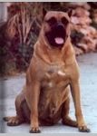 Bena | Perro de Presa Canario 