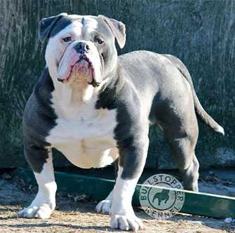 Bullforce Godzillah | Olde English Bulldogge 