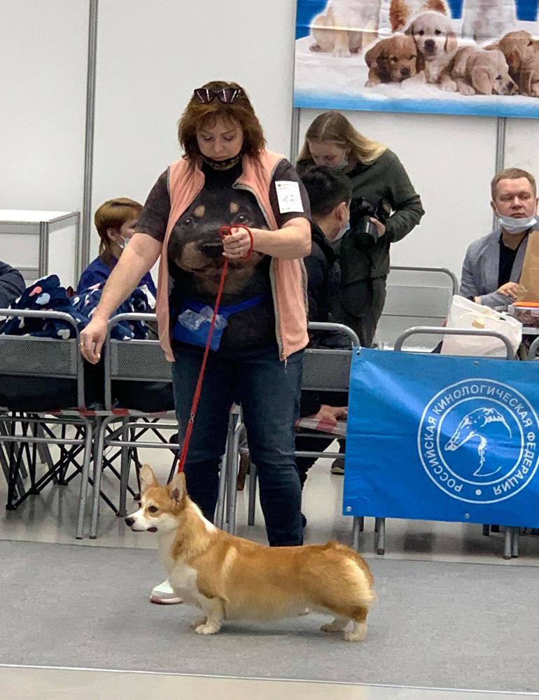 Moya Britaniya Allonsa Ashpen | Pembroke Welsh Corgi 