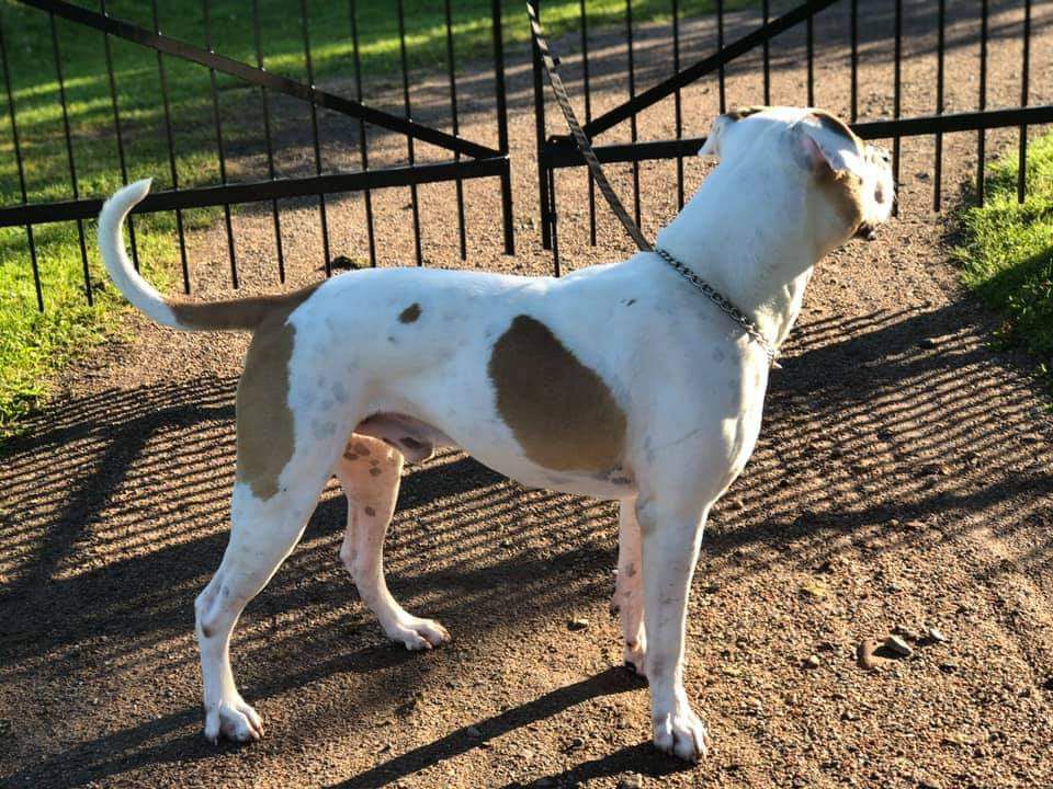 Lejabulls just a toffee latte please | American Bulldog 