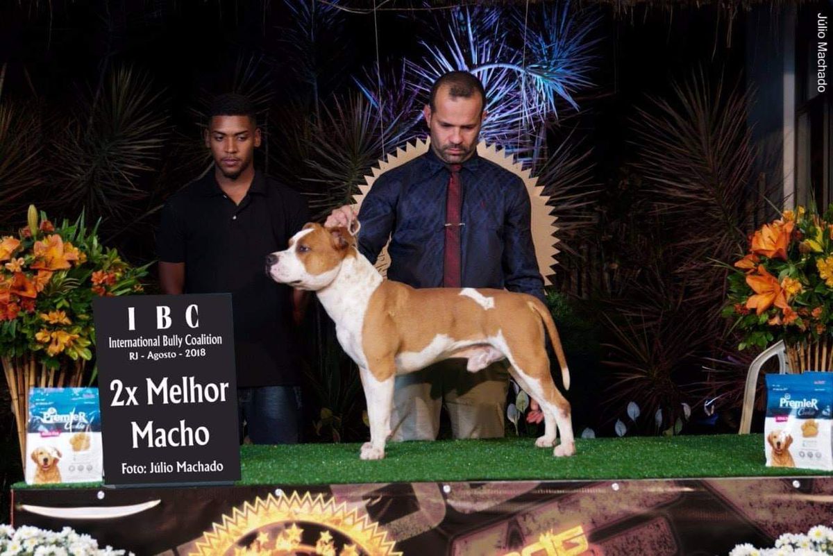Tribe Power Chronos | American Staffordshire Terrier 