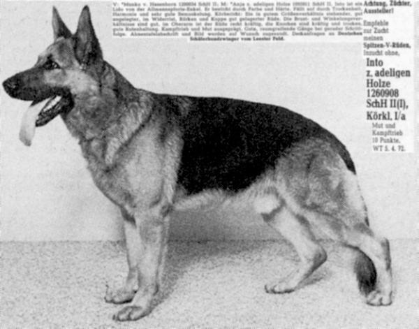 Into zum Adeligen Holze | German Shepherd Dog 