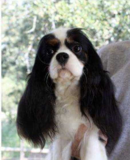 Castlemar's Kiss Me Kate | Cavalier King Charles Spaniel 