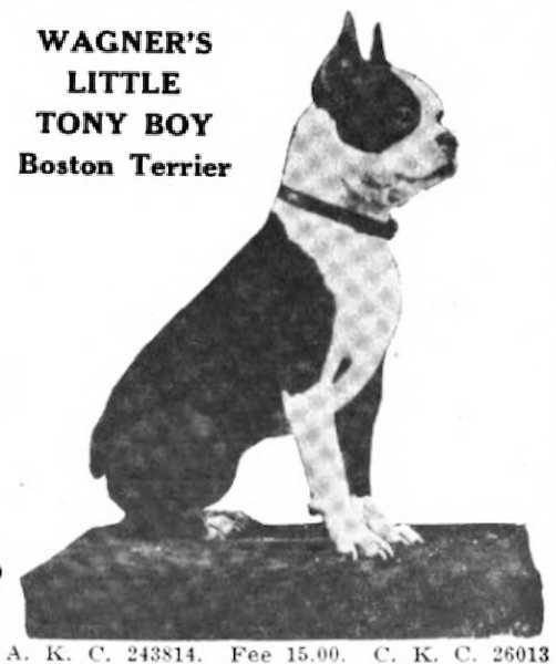 Wagner's Little Tony Boy (AKC 243814 vXXXV &amp; CKC 26013) | Boston Terrier 