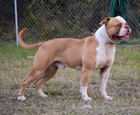 Rlk'S mack daddy | American Bulldog 
