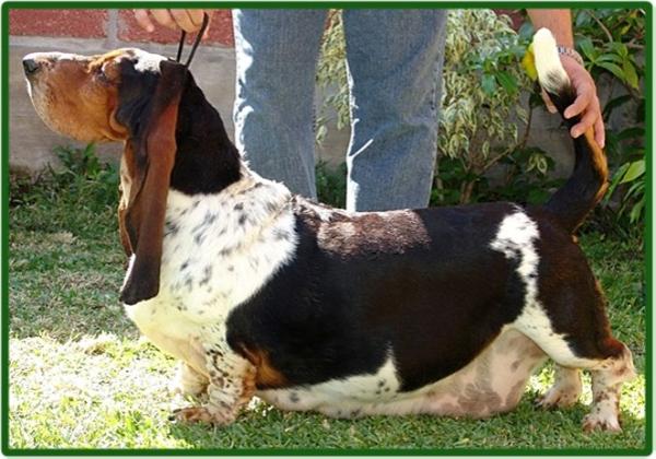 GENTRYVILLES DAISEY 2 | Basset Hound 