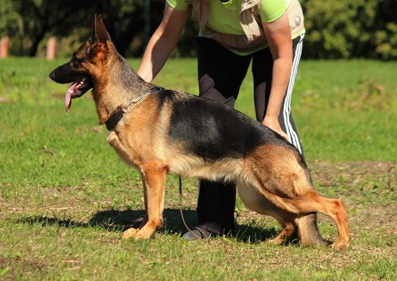 Hosta Geležinis vilkas | German Shepherd Dog 