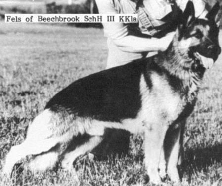 Fels of Beechbrook | German Shepherd Dog 