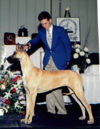 Artistik's Charitable Affair | Great Dane 