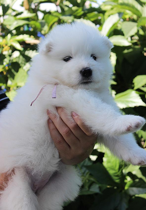 IZDOMASU ISTORIYA DIVNOGO LESA | Samoyed 