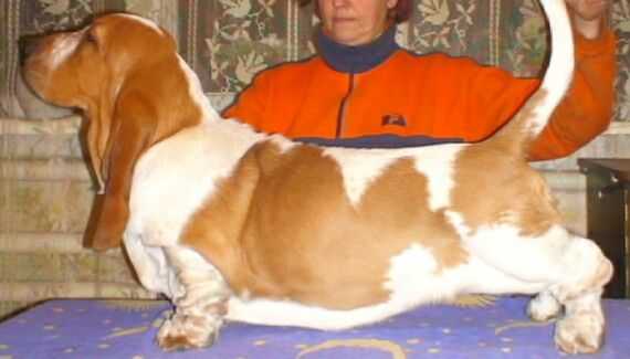 zetta ketrin djons | Basset Hound 