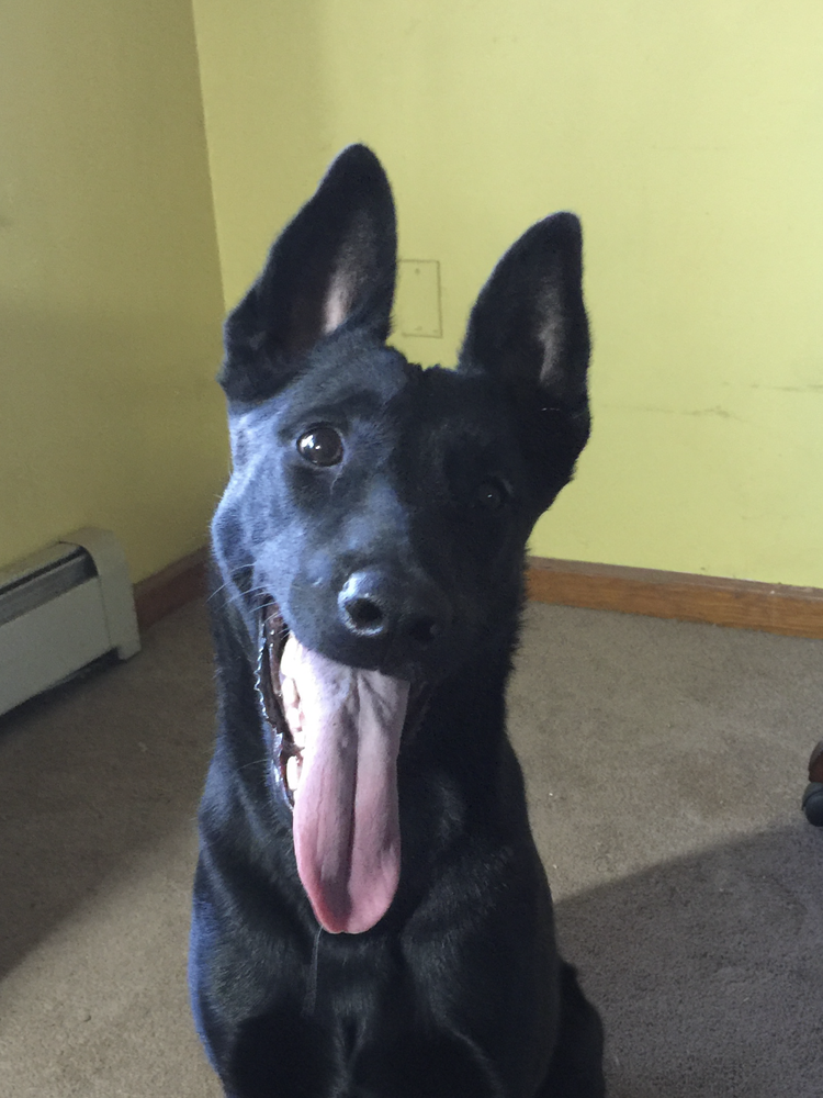 Twinpath Leave Me Breathless | Dutch Shepherd 
