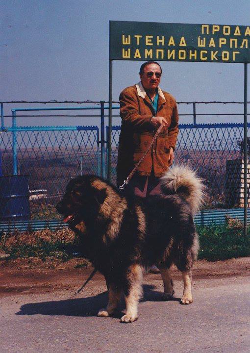 BAK | Yugoslavian Shepherd Dog-Sarplaninac 