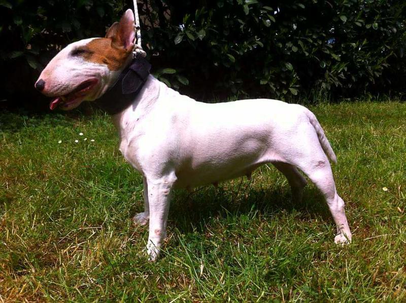 D-City Snow White Queen | Bull Terrier 