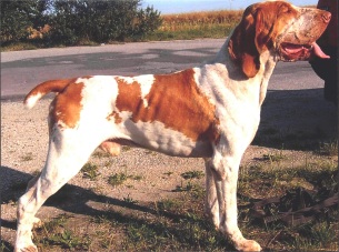 Izaak z Bukowego Mlyna | Bracco Italiano 