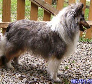 Signature Jazzy Jak Frost | Shetland Sheepdog 