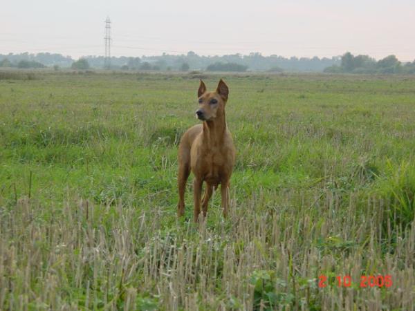 AGA z Walpurgii | German Pinscher 