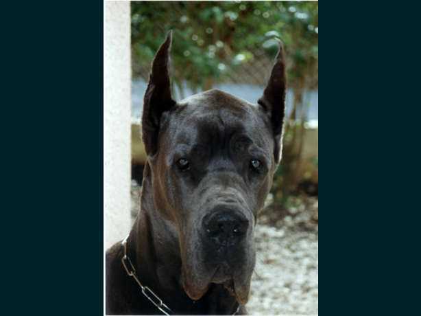 Nobles blue Des terres royales | Great Dane 