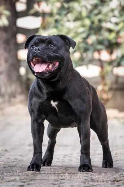 Anxanum Casanova | Staffordshire Bull Terrier 