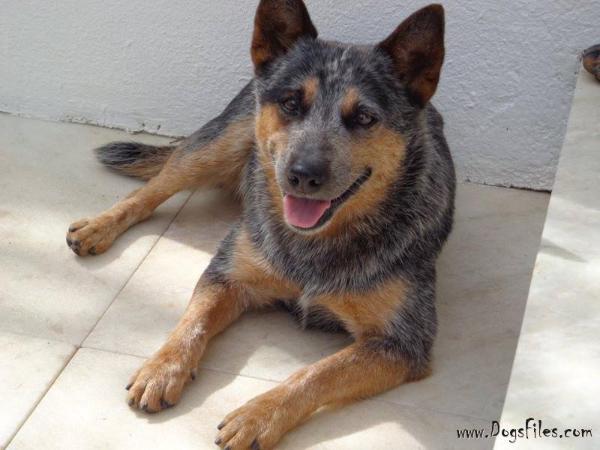 Lola dos Campeiros | Australian Cattle Dog 