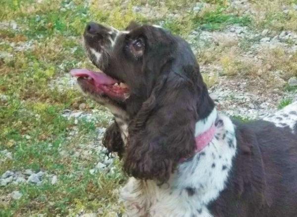 Brenna's Singalong Gabby | American Cocker Spaniel 