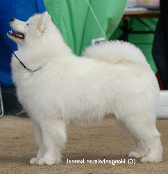 Sam Sirius DANZA DI LUNA | Samoyed 