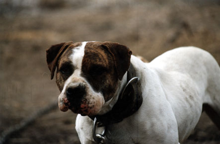 Dunnington's Fujimo Max | American Bulldog 