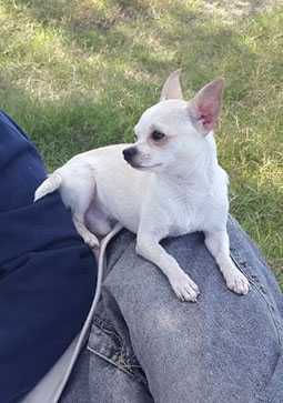 Amir Dul De Indicami | Chihuahua 