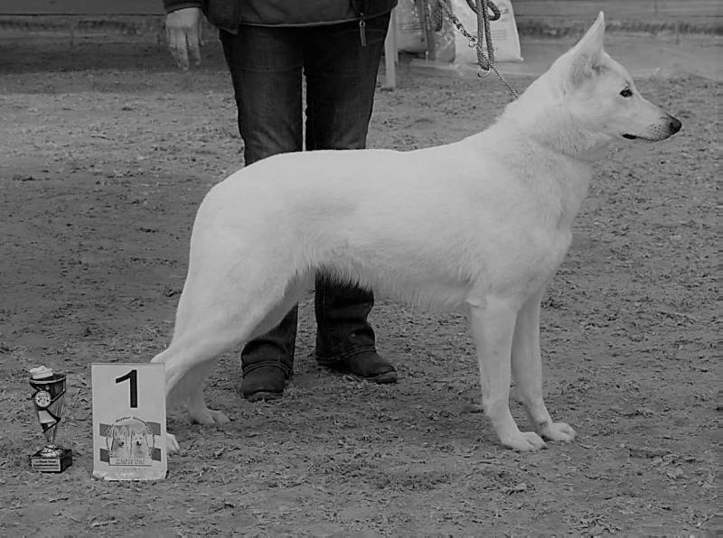 Miia Girl of Viva Flora's Happiness | White Swiss Shepherd Dog 