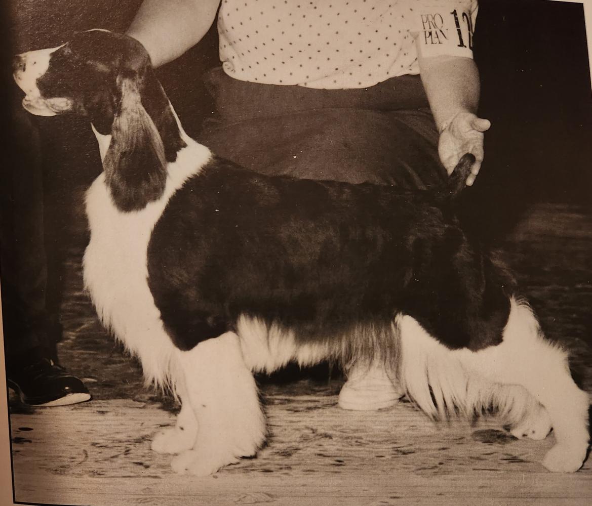 Westbury Yankee Rose O' Segre | English Springer Spaniel 