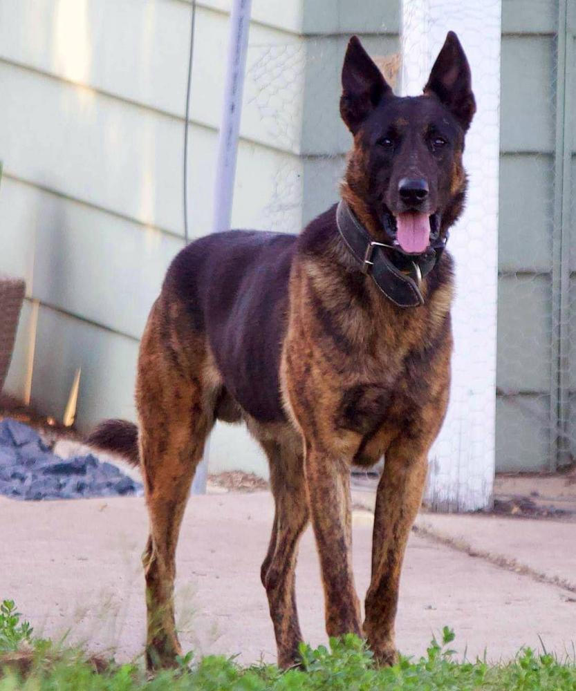 Blue Dottes Ruger | Dutch Shepherd 