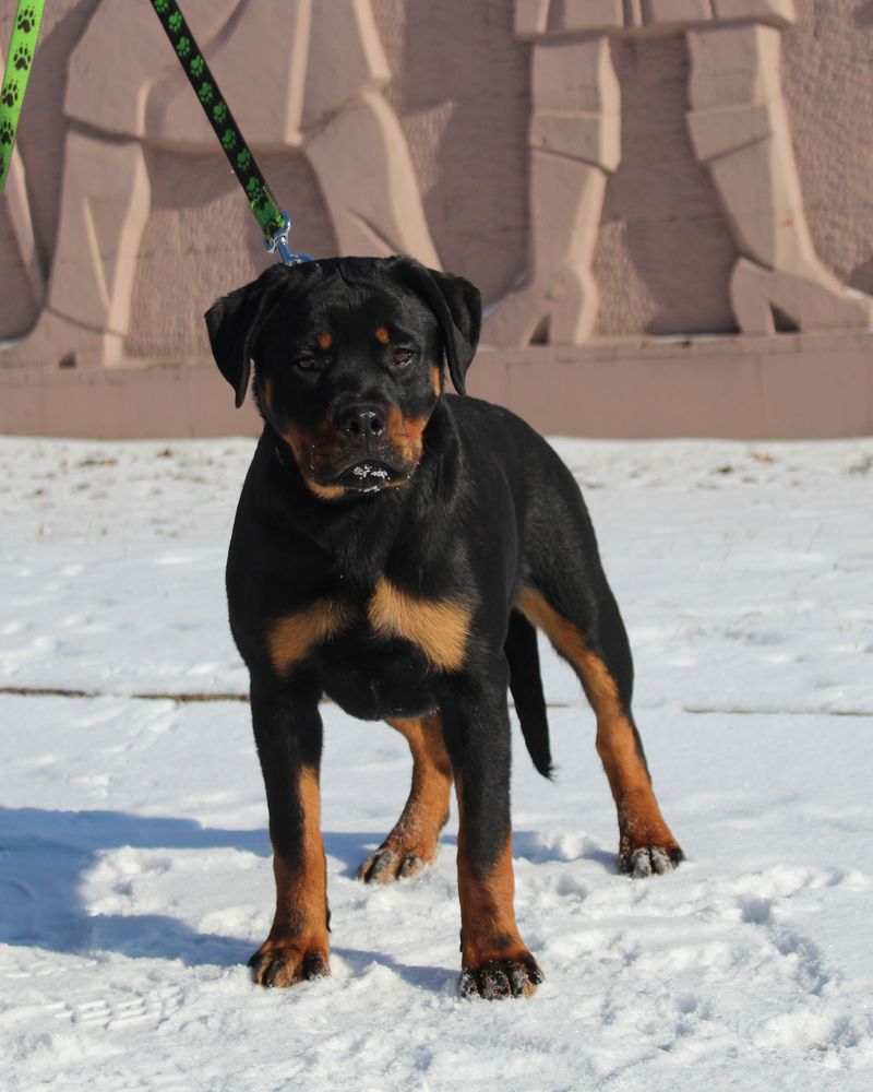 Xiva Teren | Rottweiler 