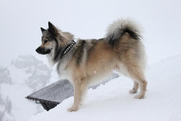 Aesir | Icelandic Sheepdog 