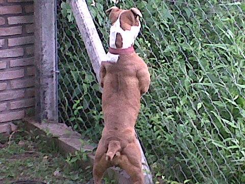 Puma NW | American Pit Bull Terrier 
