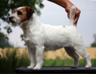 SALTISGARDENS Knäckehäxa | Jack Russell Terrier 