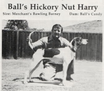 Ball's Hickory Nut Harry | Treeing Walker Coonhound 