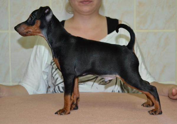 Capitan belphegor of transylvanian legend | Miniature Pinscher 