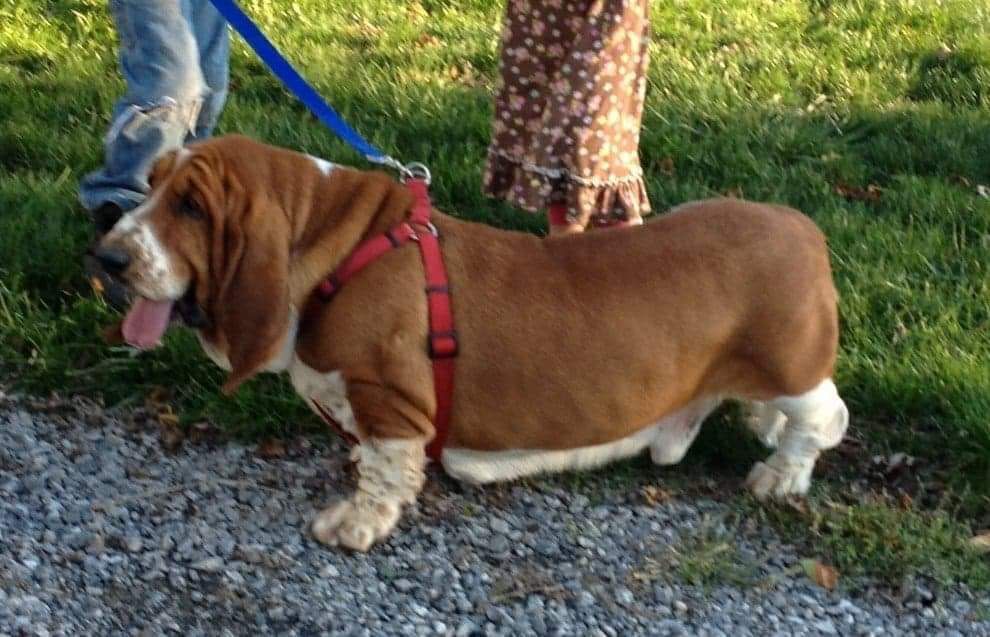 Beauregard Of Great Lakes | Basset Hound 