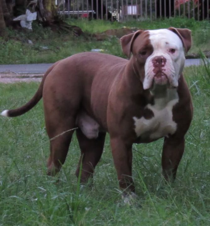 Konda Bulls Mc Gregor | American Bulldog 