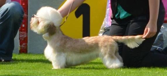 German Dandies' Rosanna | Dandie Dinmont Terrier 