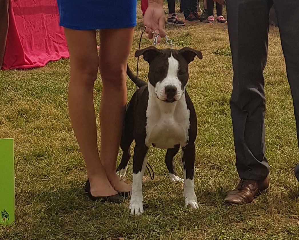 Aris Alairastaff | American Staffordshire Terrier 