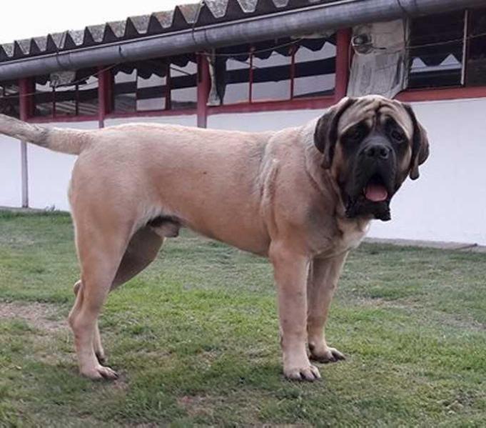 MANAOS (FLORES) | Mastiff 