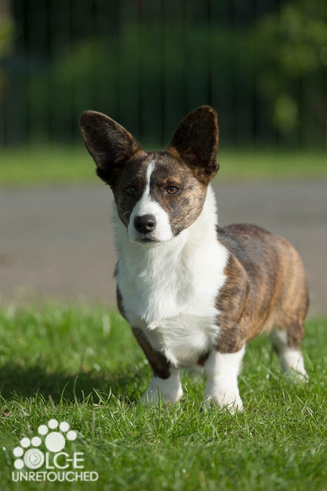 Pi et ra borntobe rumba for twinan of trefilio | Cardigan Welsh Corgi 