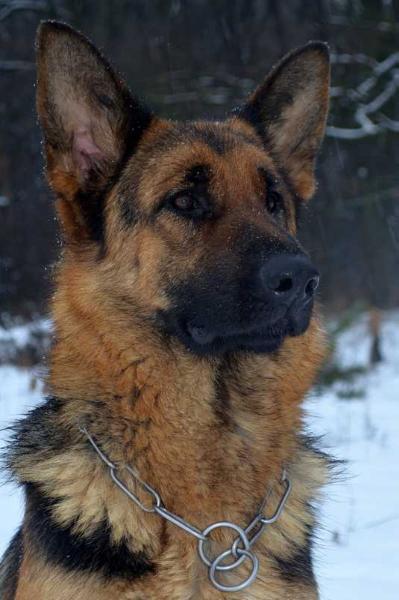 Xantia iz Byrshtunovogo kraju | German Shepherd Dog 