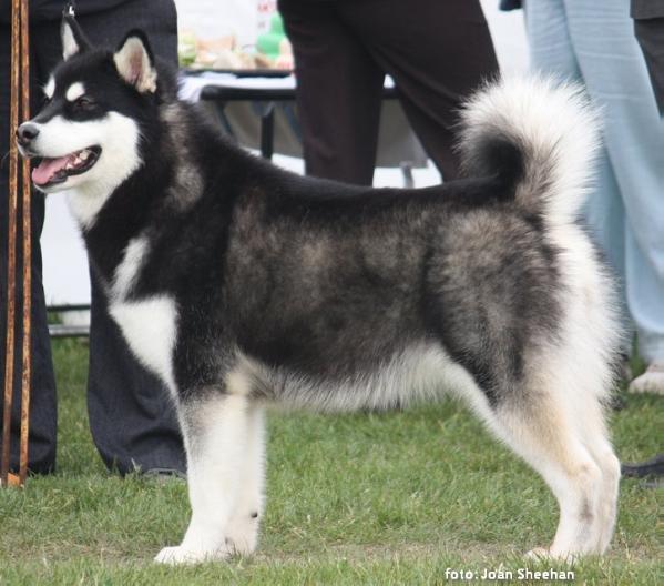 Windberg Paparazzi To Fenrirkin | Alaskan Malamute 