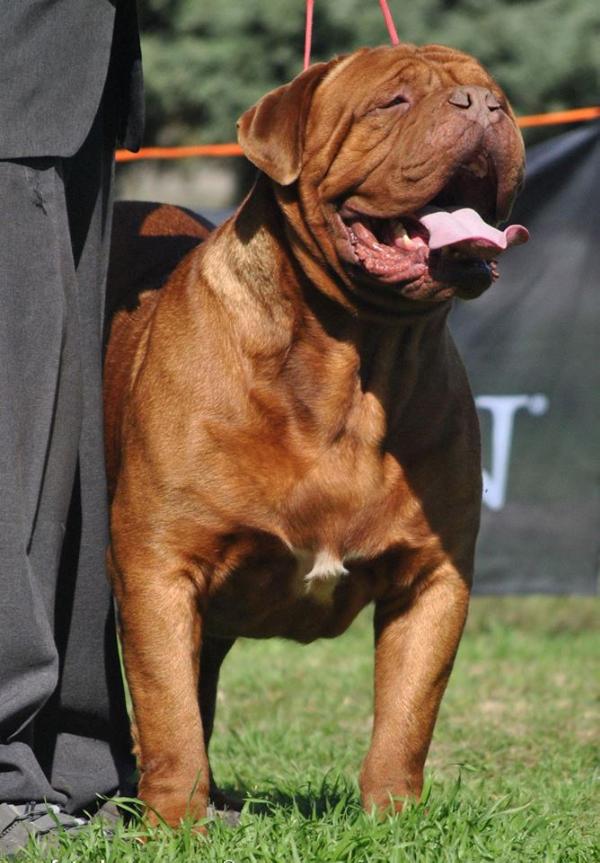 Benjamin de Lares Loci | Dogue de Bordeaux 